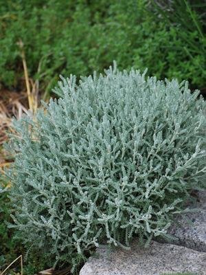 サントリナ苗 『グレー』 10.5cmポット 耐寒性多年草 sk拍卖