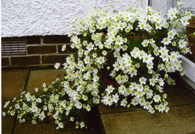 クレマチス苗 『カートマニージョー』 つるが短いタイプ 10.5センチポット拍卖