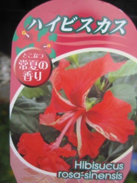 ハイビスカス苗 『レッドフラミンゴ』 9センチ深ポット 熱帯花木拍卖