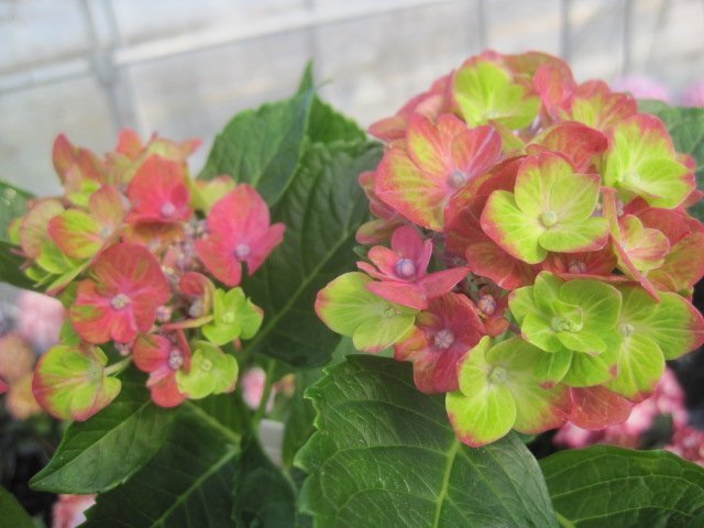 アジサイ花おわり株 『シュロス バッカーバルト』 4号鉢 紫陽花 4/12撮影商品一例 来年用拍卖