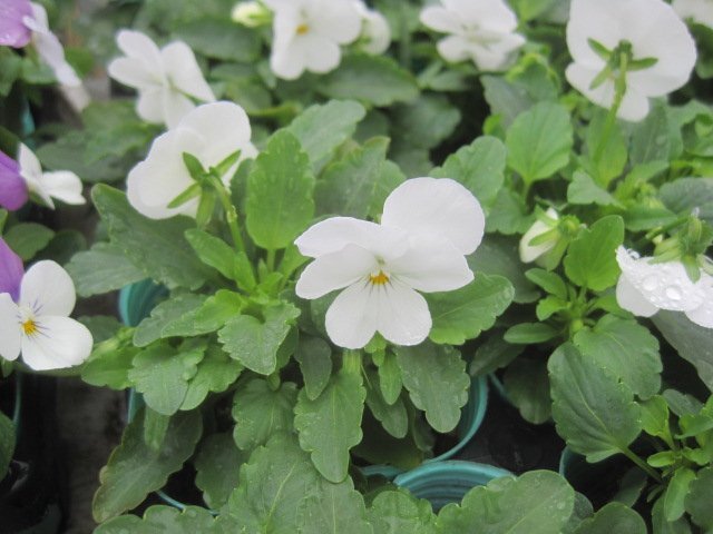 ビオラ苗 『クリアホワイト』 9センチポット拍卖