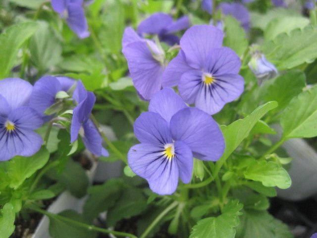 ビオラ苗 『トゥルーブルー』 105センチポット拍卖