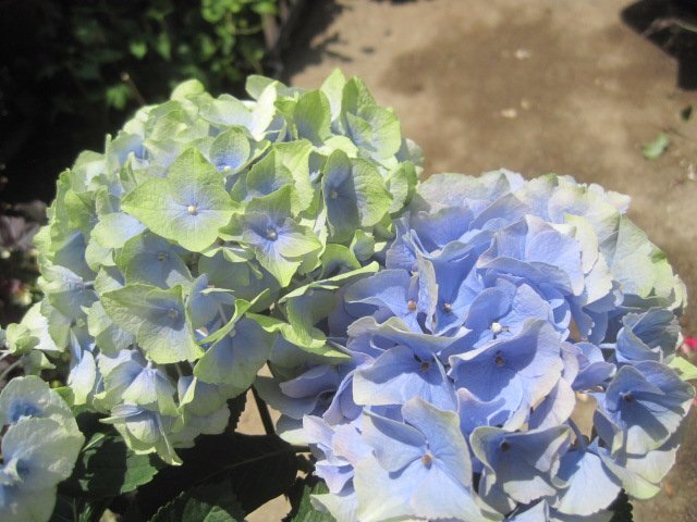 アジサイ花終わり株 『ソフトブルー』 5号鉢 来年用 紫陽花 6/7撮影拍卖