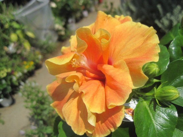 ハイビスカス 『アポロダブル』 4号鉢 ロングライフシリーズ 熱帯花木拍卖