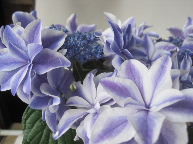 アジサイ苗 『朱雀』 来年用 3.5号ポット 紫陽花 すざく拍卖