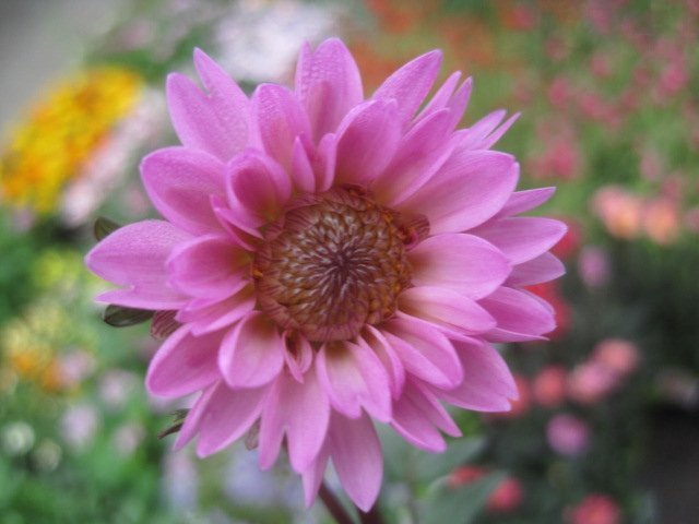 銅葉ダリア 『さくらパール』 10.5センチポット拍卖