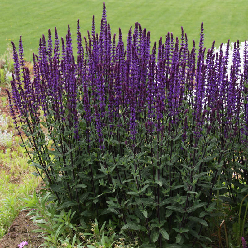 サルビア ネモローサ『カラドンナ』 10.5CMポット 耐寒性宿根草拍卖