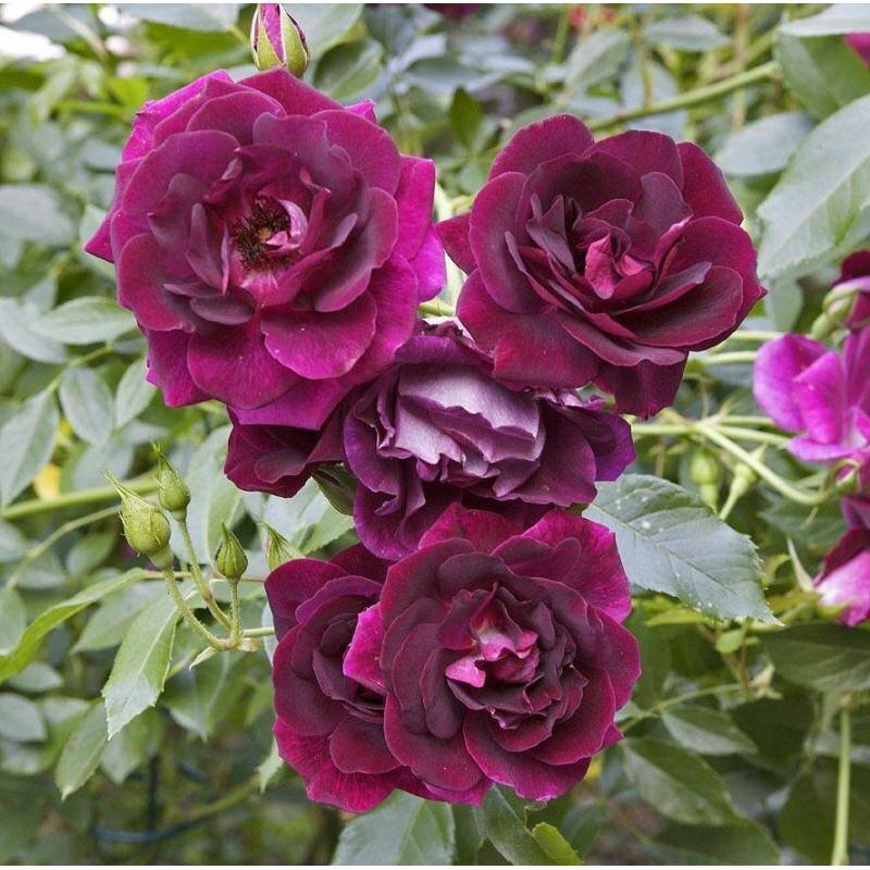 バラ苗 『バーガンディ アイスバーグ』 12センチポット sk拍卖