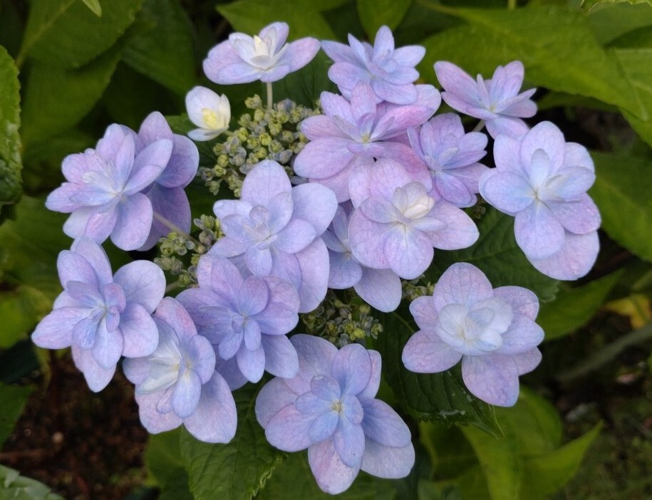 ★育てるアジサイの苗 加茂セレクション『開成ブルー』 ラベル付き正規品 、5号鉢★拍卖