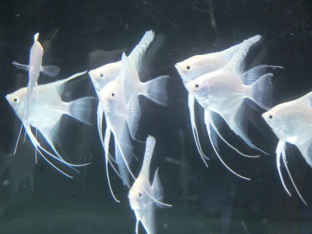 【熱帯魚】送料一律800円(一部除く)☆プラチナホワイトエンゼルフィッシュ 3匹☆発送日限定☆拍卖