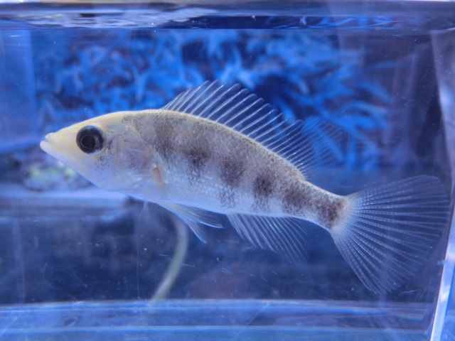 【熱帯魚】送料一律800円(一部除く)☆ペテニア スプレンディダ"ゴールド" 1匹☆発送日限定☆拍卖