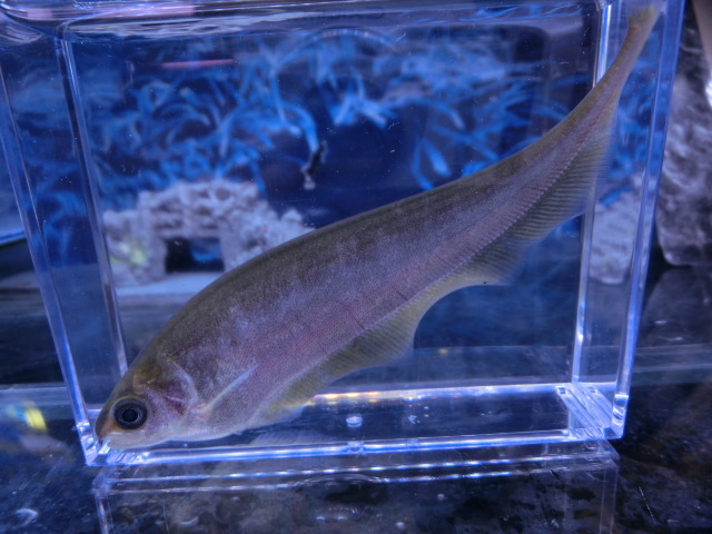 【熱帯魚】送料一律800円(一部除く)☆アフリカンナイフフィッシュ 1匹☆発送日限定☆拍卖