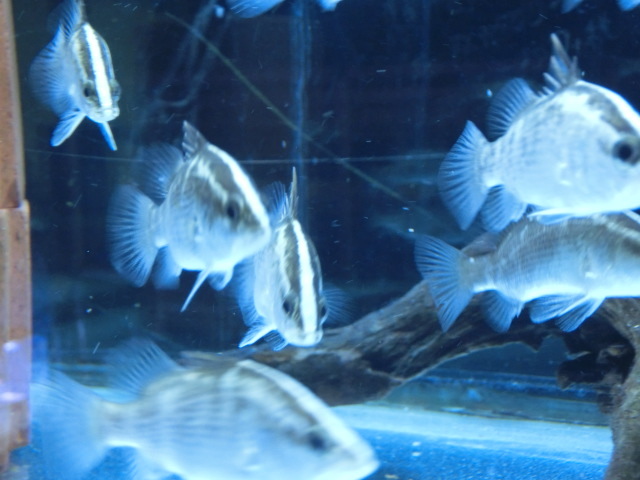 【熱帯魚】送料一律800円(一部除く)☆オーストラリアン バラマンディ 1匹☆発送日限定☆☆☆拍卖
