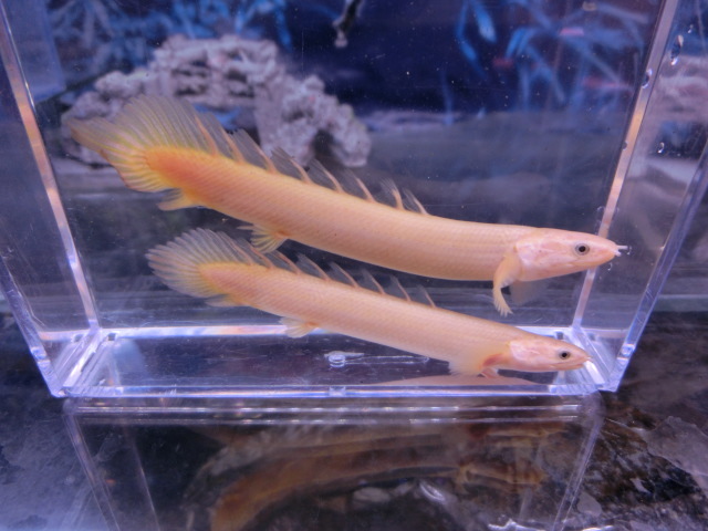 【熱帯魚】送料一律800円(一部除く)☆ポリプテルス セネガルス“ゴールデン” 1匹☆発送日限定☆拍卖