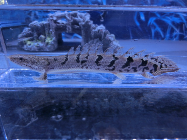 【熱帯魚】送料一律800円(一部除く)☆ポリプテルス デルヘッジィ“ロイヤルタイガーAグレード”1匹 No.2☆発送日限定☆拍卖