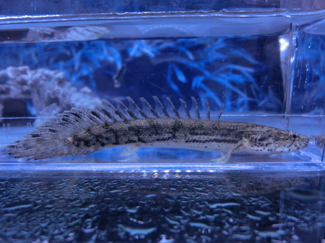 【熱帯魚】送料一律800円(一部除く)☆ポリプテルス ラプラディxエンドリケリー"Po ラプエン"1匹 No.1☆発送日限定☆拍卖