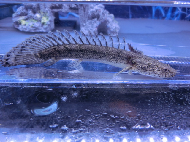【熱帯魚】送料一律800円(一部除く)☆ポリプテルス ラプラディxエンドリケリー"Po ラプエン"1匹 No.2☆発送日限定☆拍卖