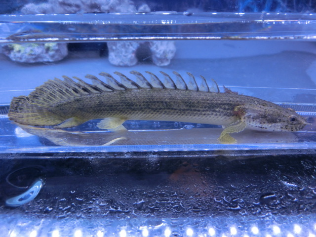 【熱帯魚】送料一律800円(一部除く)☆ポリプテルス コンギクス“Po ビチャー” 1匹☆発送日限定☆拍卖