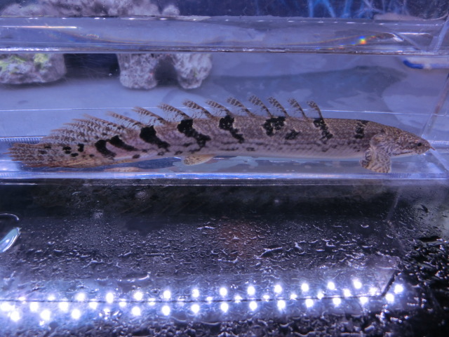 【熱帯魚】送料一律800円(一部除く)☆ポリプテルス デルヘッジィ"ロイヤルタイガーAグレード”1匹 No.3☆発送日限定☆拍卖