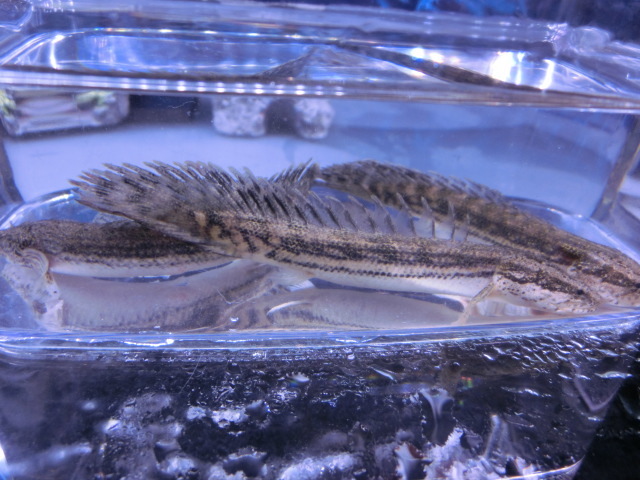 【熱帯魚】送料一律800円(一部除く)☆ポリプテル “ラプエン” (珍ラプラディタイプ) 1匹☆発送日限定☆拍卖