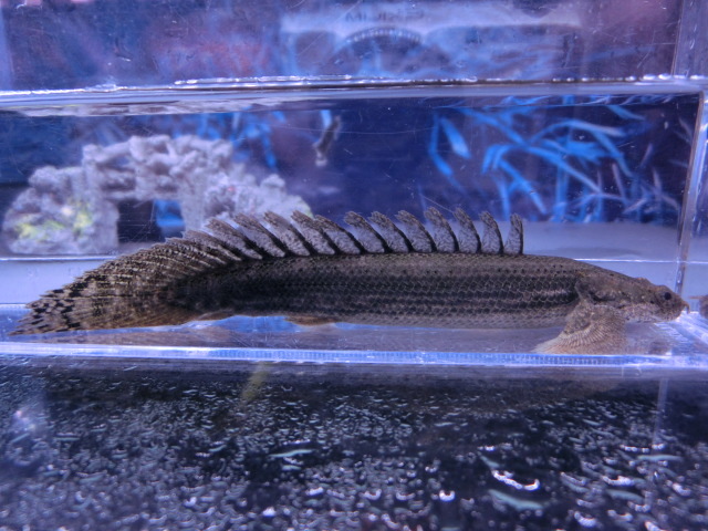 【熱帯魚】送料一律800円(一部除く)☆ポリプテルス ビキール ラプラディ1匹 No.2☆発送日限定☆拍卖