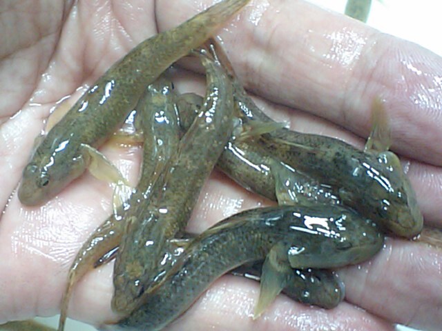 ☆送料一律800円(一部除く)☆カワヨシノボリ(小~中) 100匹☆発送日限定☆拍卖