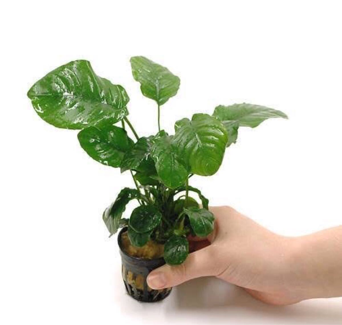 【アクアリウムのある暮らし】(水草) アヌビアス バルテリー リンクルリーフ 1ポット サンプル画像 熱帯魚 淡水魚 大型魚 アヌビアスナナ拍卖
