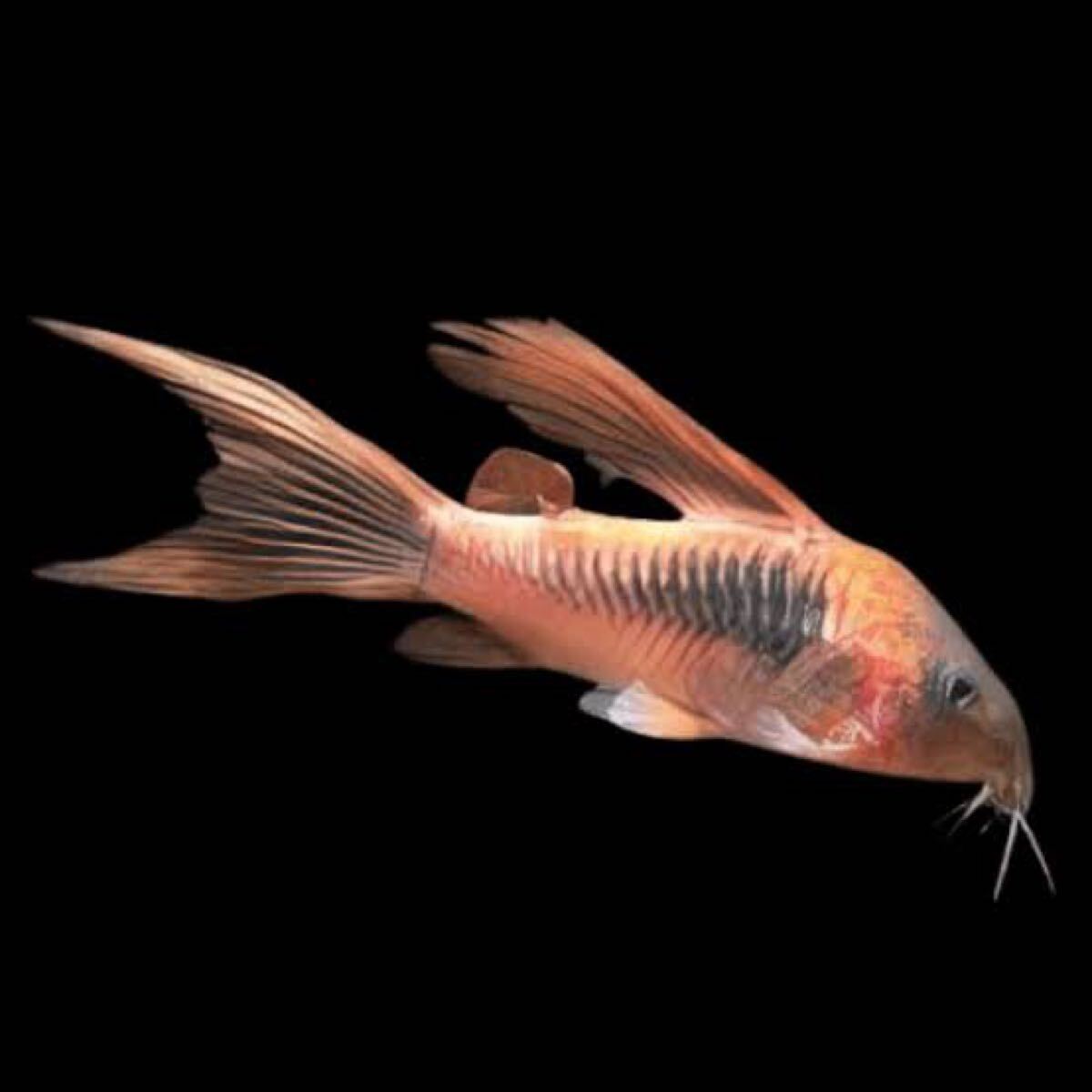 【アクアリウムのある暮らし】(熱帯魚) コリドラス アエネウス ロングフィン 5匹 サンプル画像 小型魚 水草 淡水魚 赤コリ ハイフィン 950拍卖