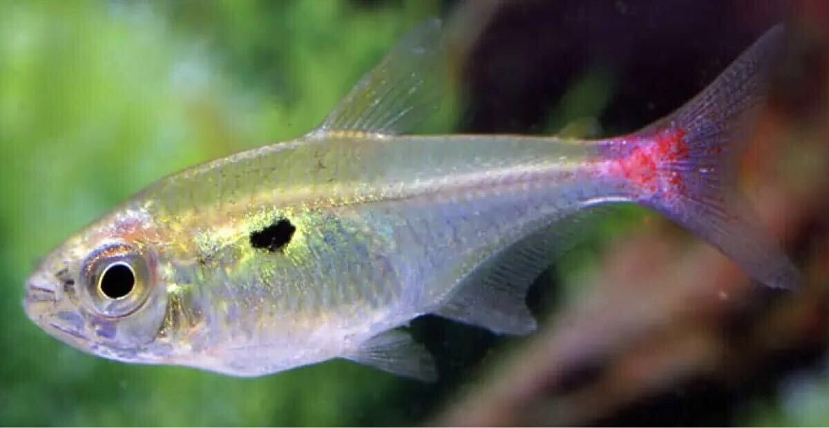 【アクアリウムのある暮らし】(熱帯魚) ヘミグラムス スティクタス コロンビア wild ±3-5cm 3匹 サンプル画像 カラシン 淡水魚 珍カラ拍卖
