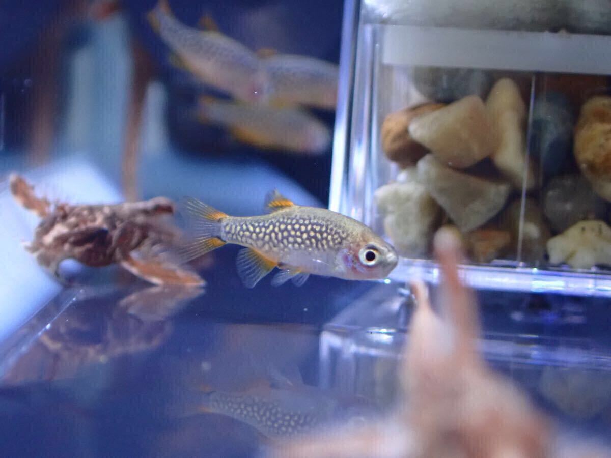 【アクアリウムのある暮らし】(熱帯魚) ミクロラスボラ ハナビ 5匹 サンプル画像 小型魚 水草 淡水魚 HANABI 花火 ギャラクシー拍卖