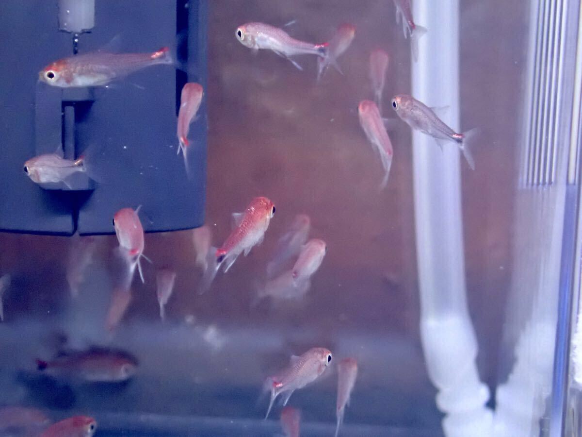【アクアリウムのある暮らし】(熱帯魚) ディープレッドホタルテトラ 10匹 ±2-3cm サンプル画像 小型魚 水草 カラシン拍卖