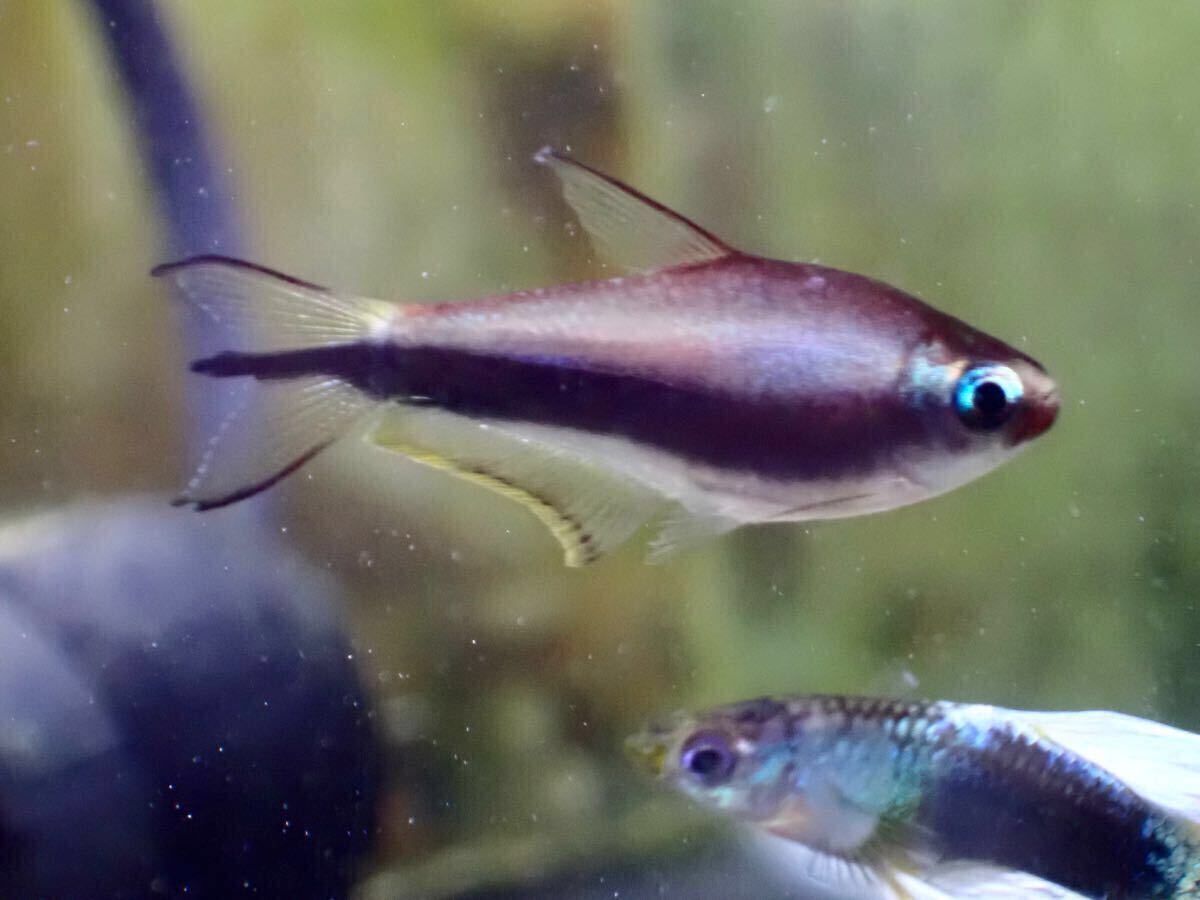 【アクアリウムのある暮らし】(熱帯魚) エンペラーテトラ 10匹 サンプル画像 小型魚 水草 カラシン 淡水魚拍卖