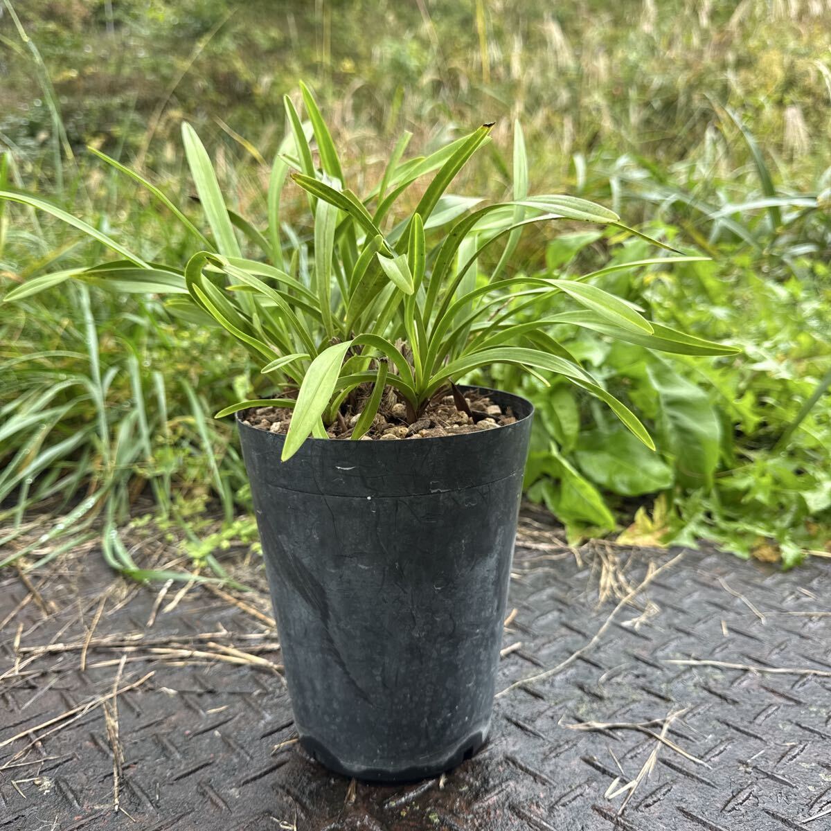 キンリョウヘン 5号 1鉢 蜜蜂 誘引 蘭 日本みつばち 金陵辺拍卖