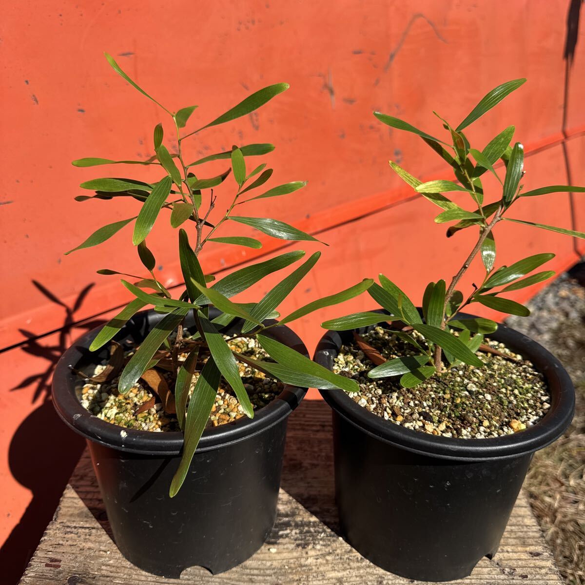 限定特価 アカシアコンフサ 2鉢セット鉢のまま発送 台湾アカシア アカシア コンフサ拍卖