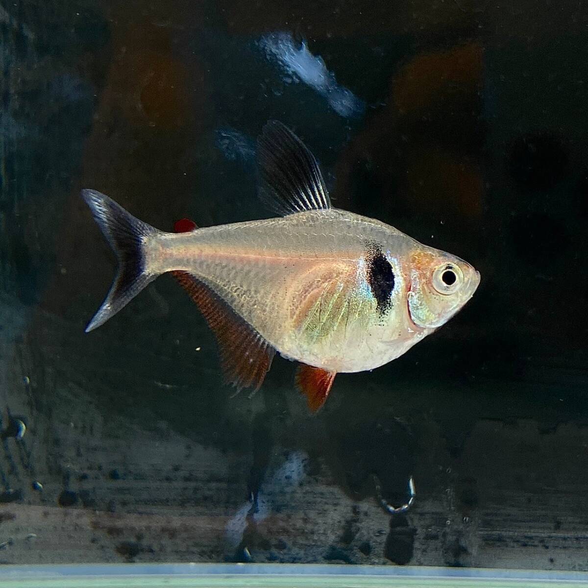 ラスト 5匹 ブラックファントムテトラ 5匹 Mサイズ 【10333】不二熱帯魚拍卖