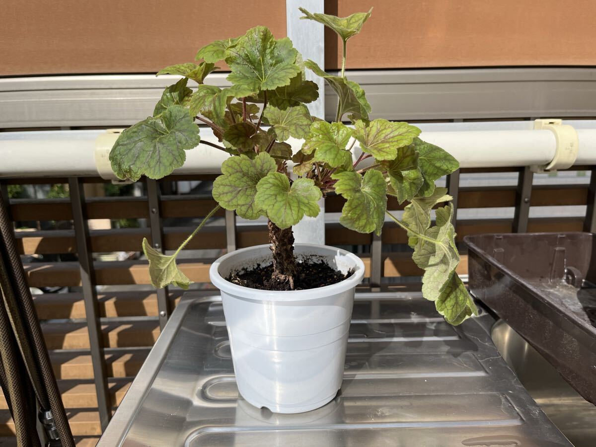 【年代物】ヒューケラ 苗 カラーリーフ エレクトラ ハルディン拍卖