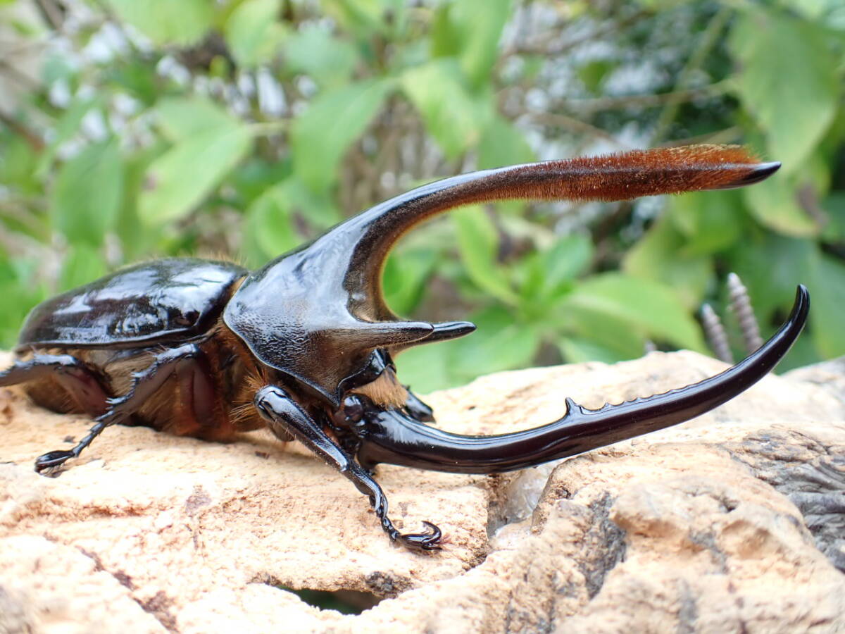 ◆ネプチューンオオカブト♂◆ その3拍卖