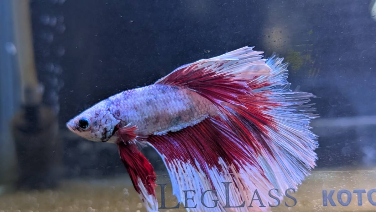 ハーフムーン ワインレッドパールホワイト ♂ 同梱包可★佐賀県唐津市拍卖