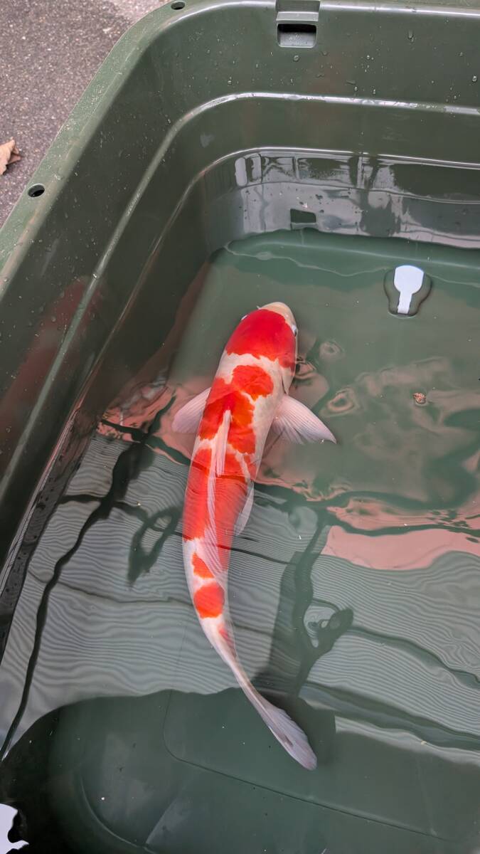紅白(むらかみ産) 約50センチ★佐賀県唐津市拍卖