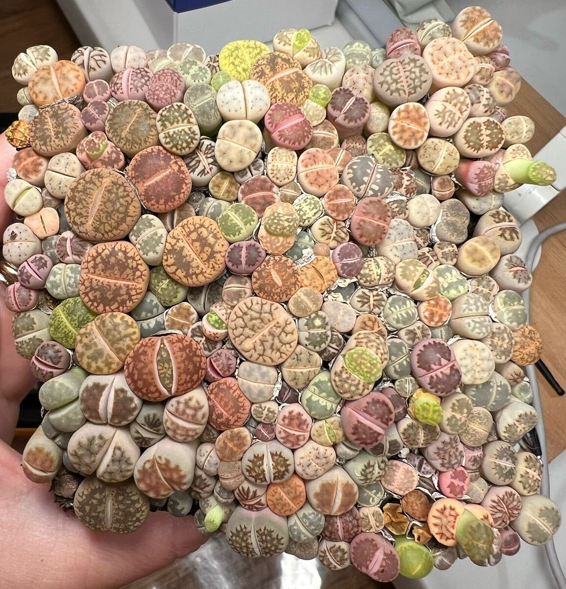 多肉植物 リトープス カラフルセット 50苗 ランダム拍卖