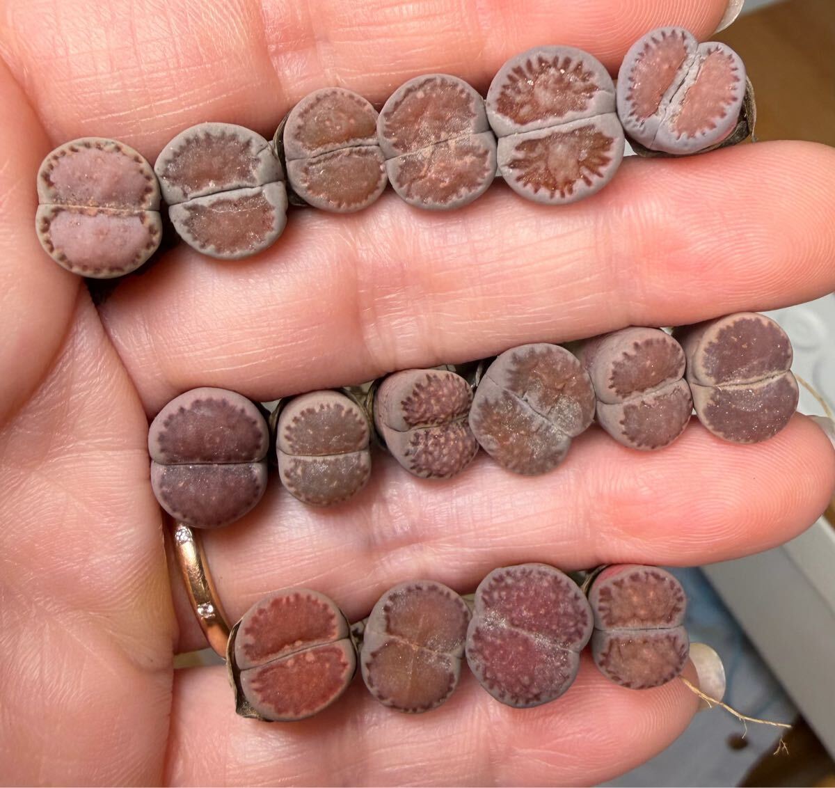 18-1多肉植物 リトープス 紫福来玉 紫李夫人玉 乾燥苗セット拍卖