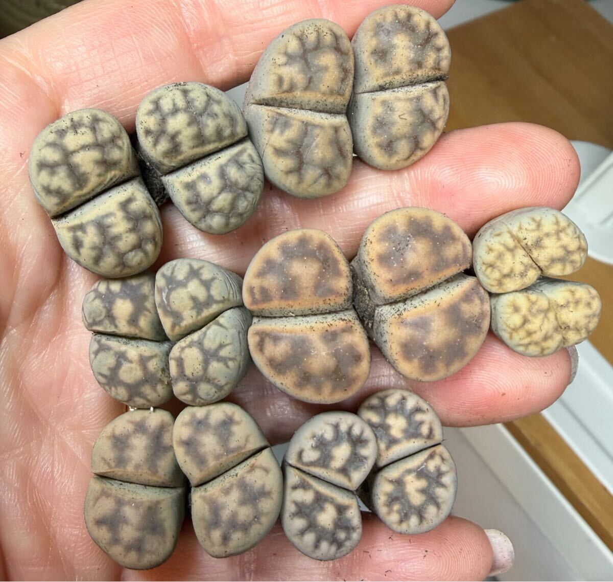 上 レア 新商品 多肉植物 リトープス 龍王琥珀玉 セット 素敵柄 双頭立派 在庫最後拍卖