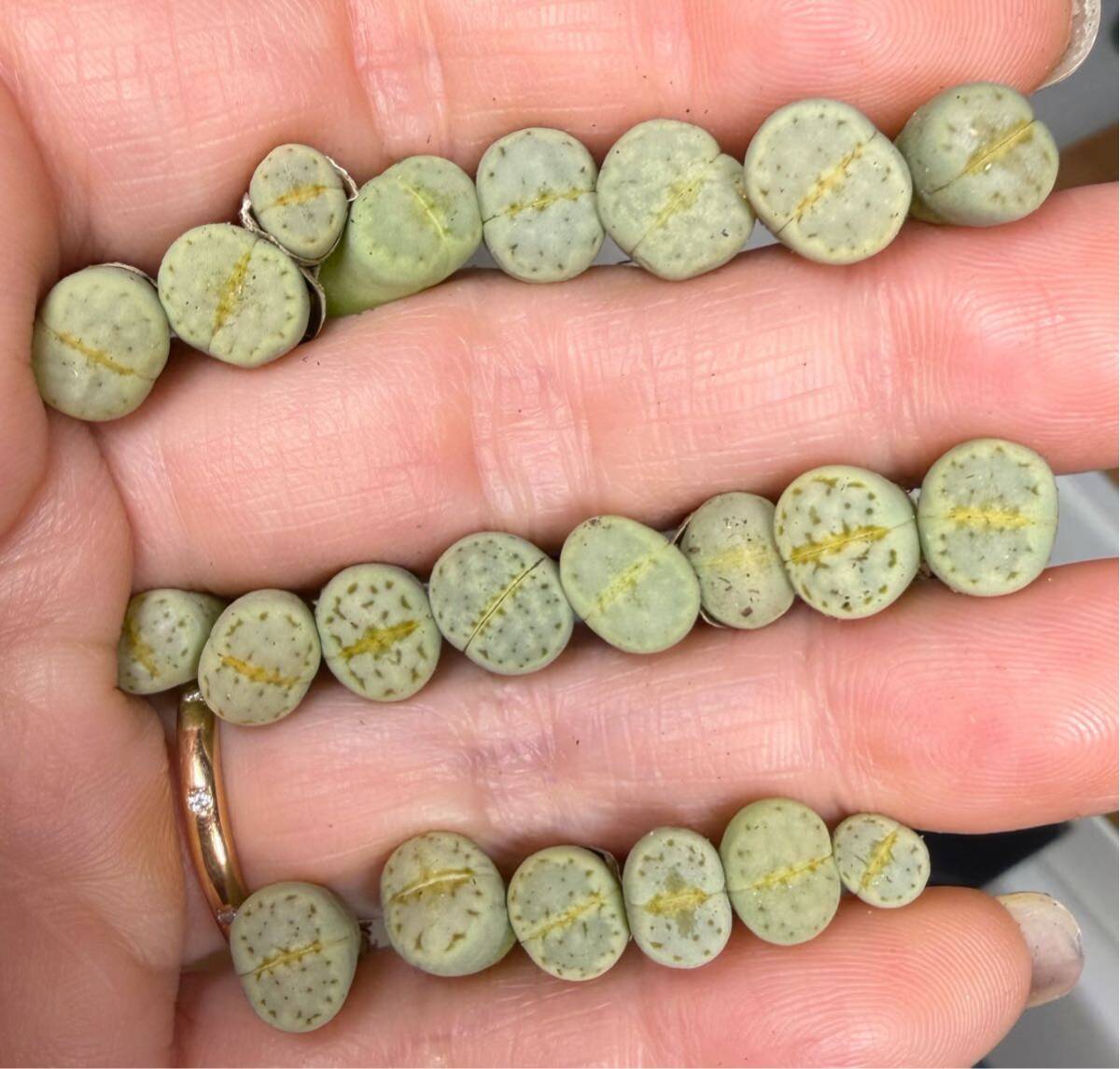 C-3メセン 多肉植物 希少 リトープス クリーム寿麗玉 小苗20苗あり 新商品拍卖