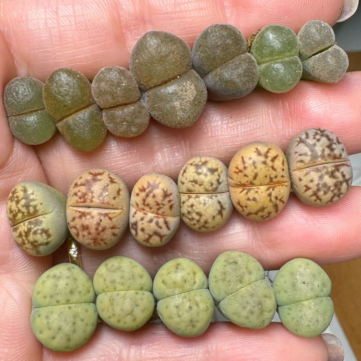 13-1 多肉植物 リトープス コノフィツム3種混合 風鈴玉 麗虹玉 緑招福玉拍卖