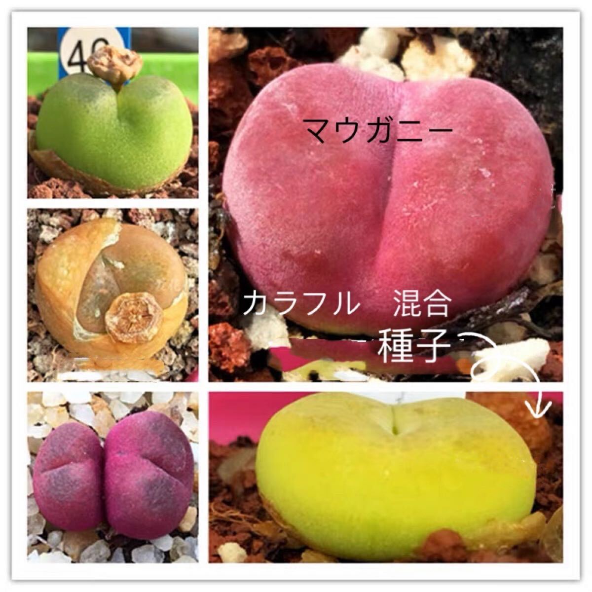 アメリカMESA多肉植物 コノフィツム マウガニー 紅緑宝石種子 50粒拍卖