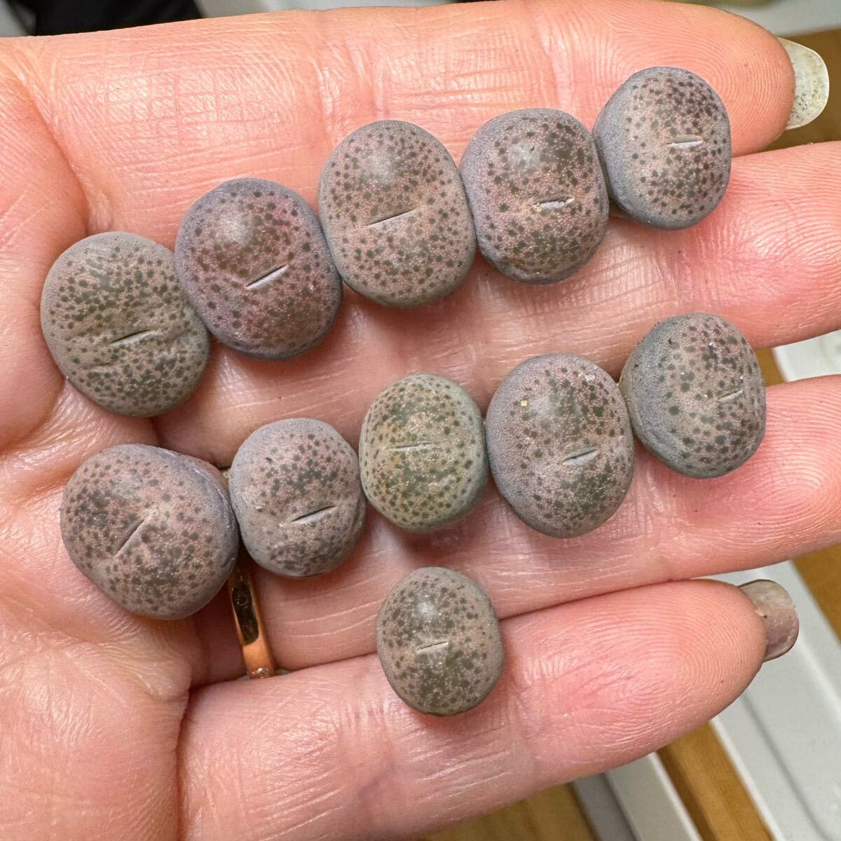 16-2メセン 多肉植物 希少 リトープス ピンク碧琉璃玉 セット拍卖