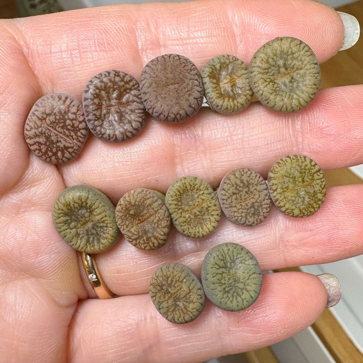 5-2 レア 多肉植物 リトープス 流水日輪玉 セット拍卖