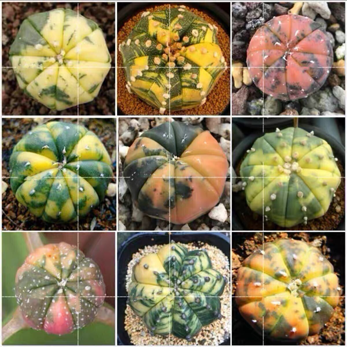 ☆人気商品☆ サボテン 種子 兜錦混合 希少種 20 粒 拍卖