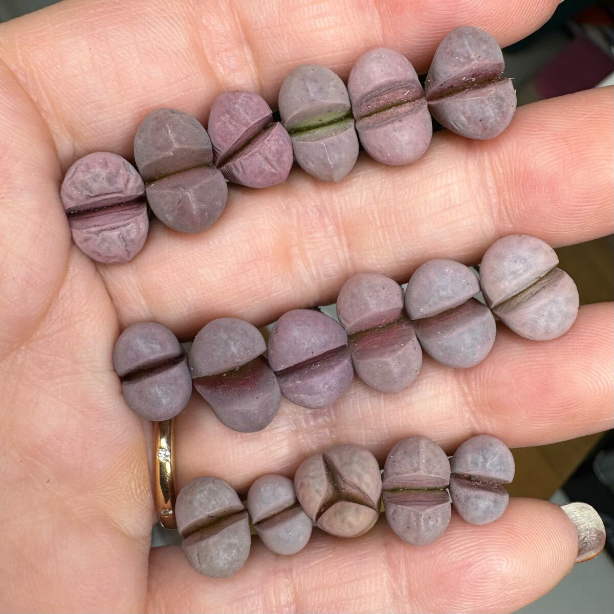 17-2 多肉植物 リトープス 菊水玉 希少三面モンスター入り 1セットのみ拍卖