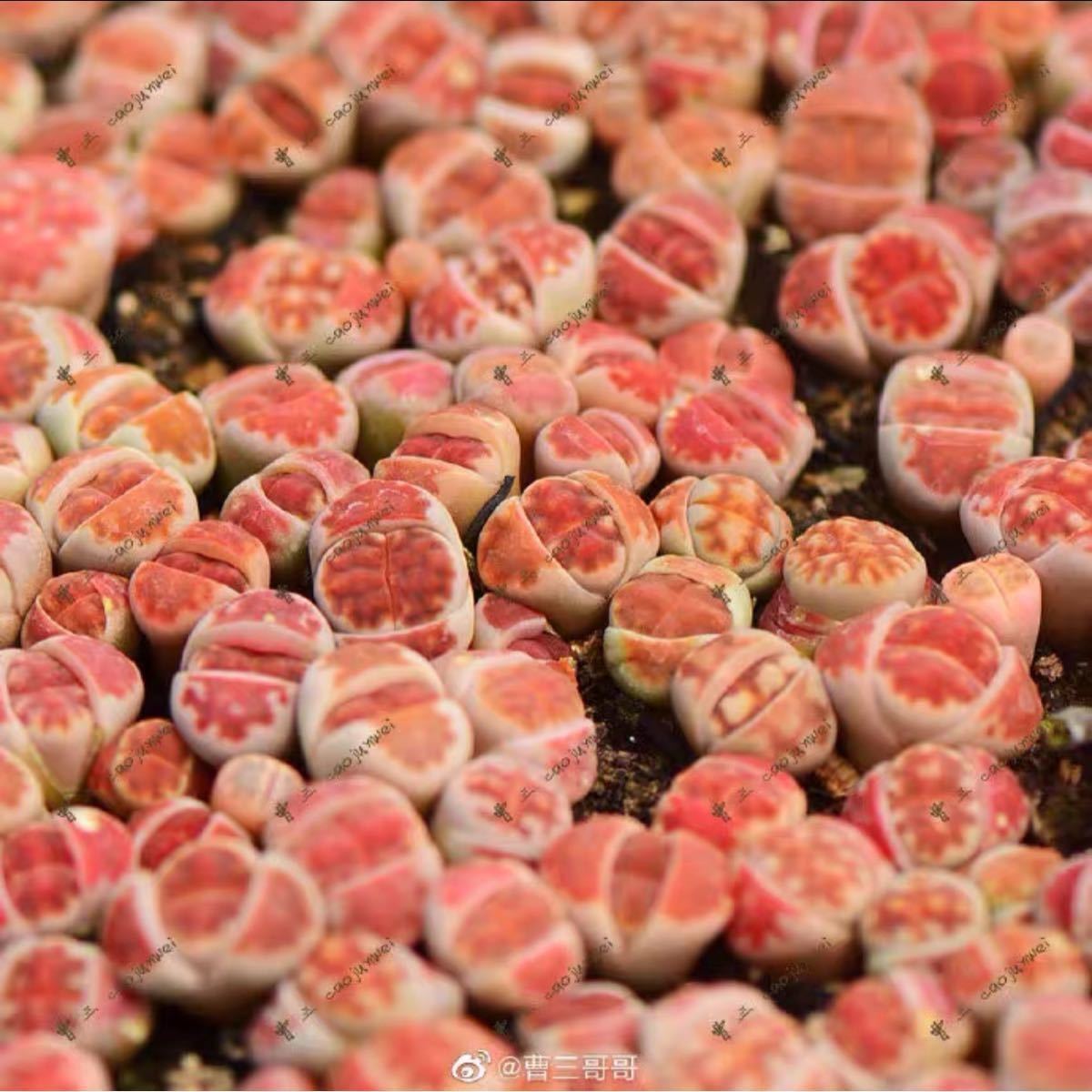 多肉植物リトープス 島田TOPRED 紅窗 特選 種子拍卖